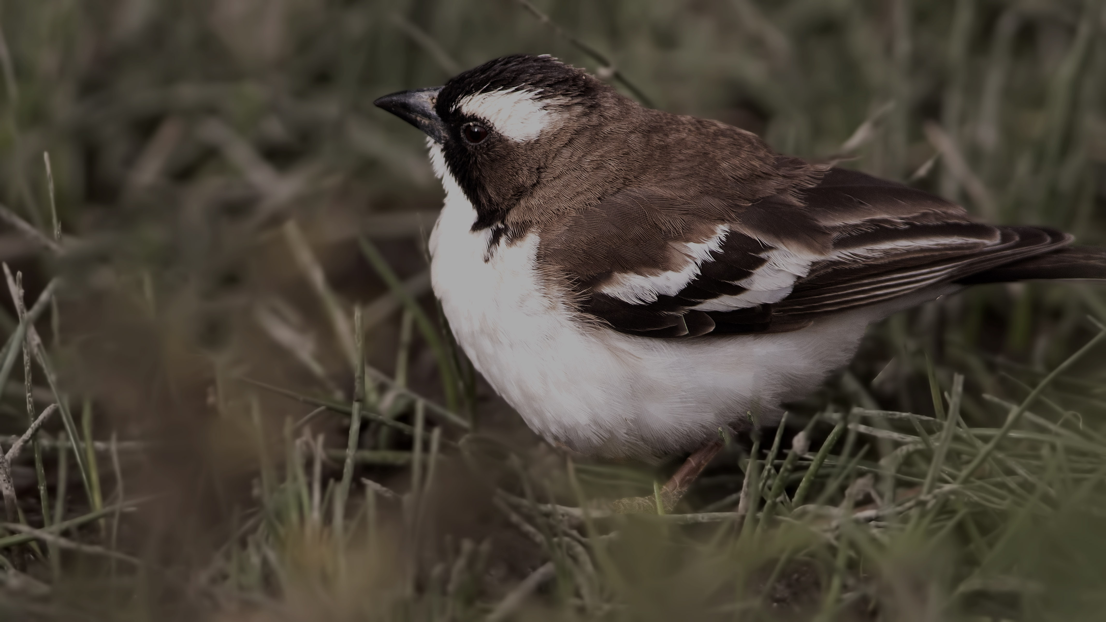 White-browed Sparrow-Weaver